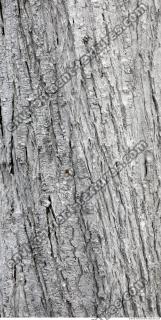 tree bark 0014